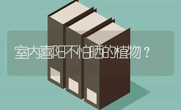 室内喜阳不怕晒的植物？ | 多肉养殖