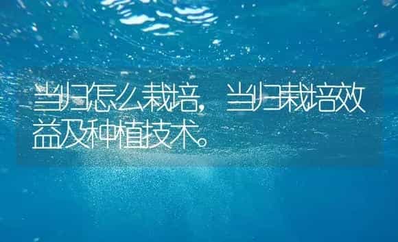 当归怎么栽培，当归栽培效益及种植技术。 | 药材种植