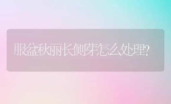 服盆秋丽长侧芽怎么处理？ | 多肉养殖