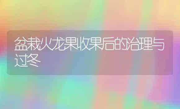 盆栽火龙果收果后的治理与过冬 | 家庭养花