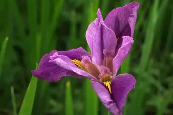 菖蒲花的花语：信者之福