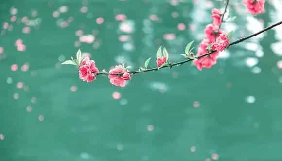 海棠的花语和寓意