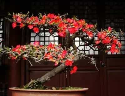 盆栽造型 | 海棠盆景整姿造型技术
