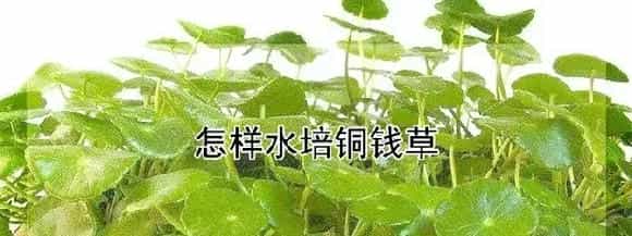 怎样水培铜钱草