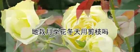 地栽月季花冬天用剪枝吗