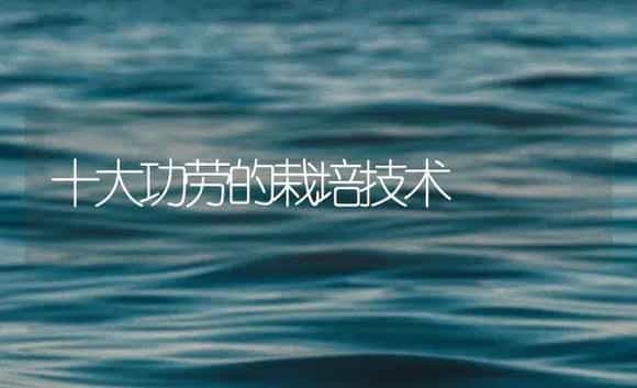 十大功劳的栽培技术 | 药材种植