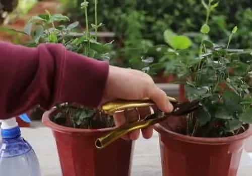 盆景养护管理 | 盆栽茉莉花不发新芽怎么办