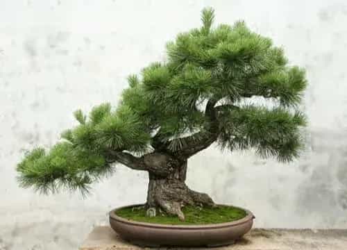 盆景养护管理 | 盆景摘芽方法