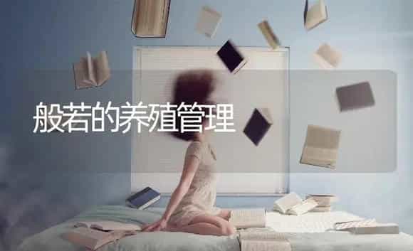 般若的养殖管理 | 特种种植