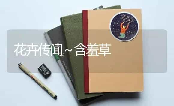花卉传闻～含羞草 | 特种种植