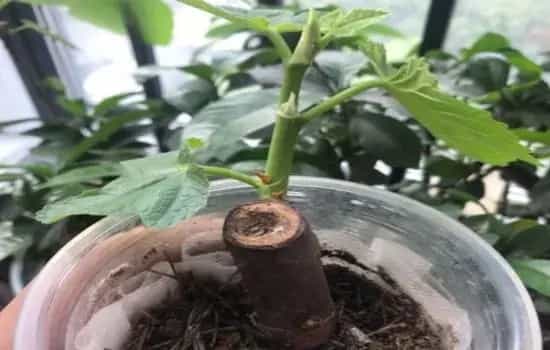 盆景知识 | 无花果小苗几年结果
