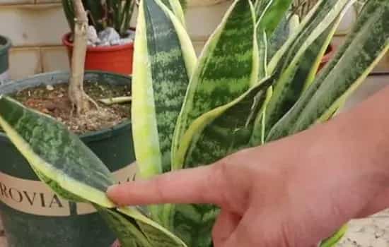 盆景养护管理 | 虎皮兰冬天如何防冻