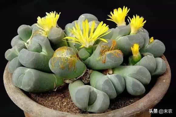 生石花春季种植要如何管理？