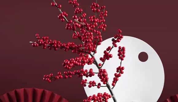 北美冬青花语