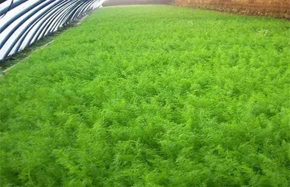 茴香栽培时间和办法