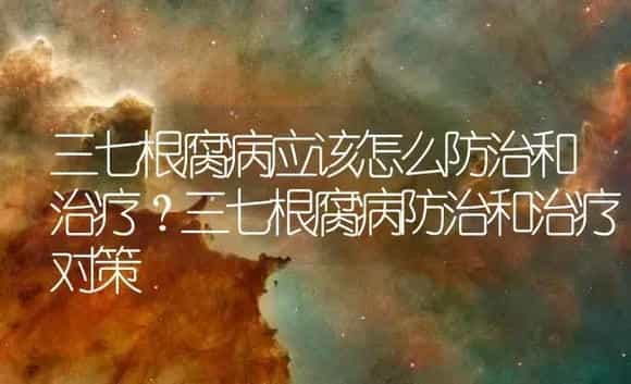 三七根腐病应该怎么防治和治疗?三七根腐病防治和治疗对策 | 药材种植