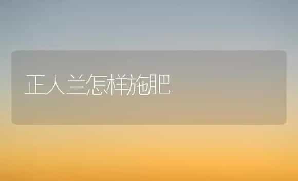 正人兰怎样施肥 | 家庭养花