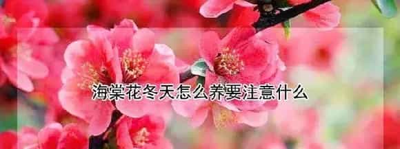 海棠花冬天怎么养要注意什么