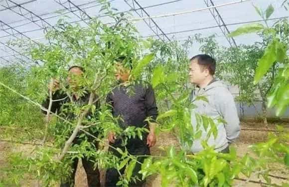 冬枣的栽培堤防事项