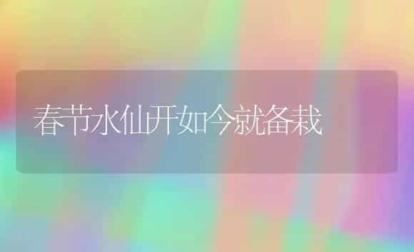 春节水仙开如今就备栽 | 家庭养花