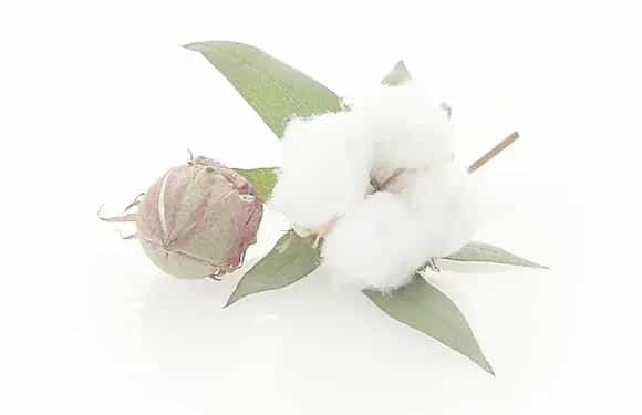 如何防治和治疗棉花烂铃