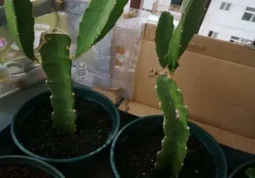 盆景养护管理 | 如何让盆栽火龙果枝条长得粗壮肥厚