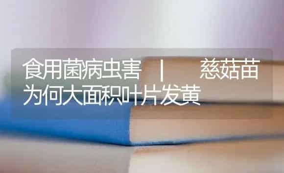 慈菇苗为何大面积叶片发黄 | 菌菇种植