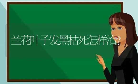 兰花叶子发黑枯死怎样治？ | 绿植常识