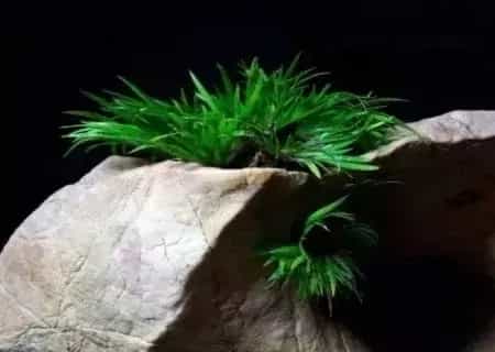 盆景知识 | 种菖蒲用什么土栽——菖蒲养殖土分析