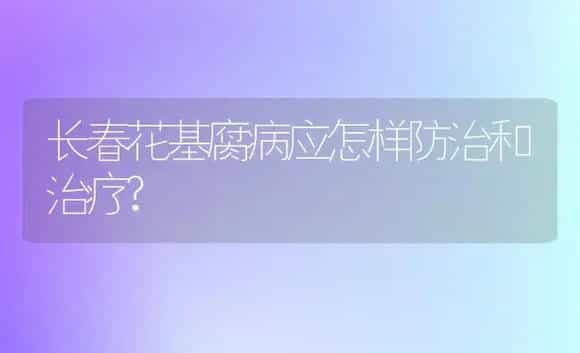 长春花基腐病应怎样防治和治疗? | 家庭养花