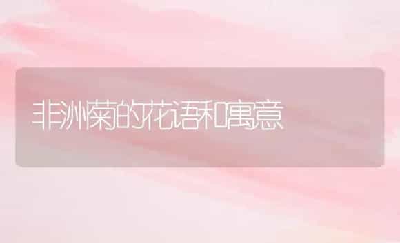 非洲菊的花语和寓意 | 家庭养花