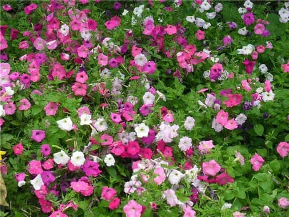 碧冬茄花语有哪些？