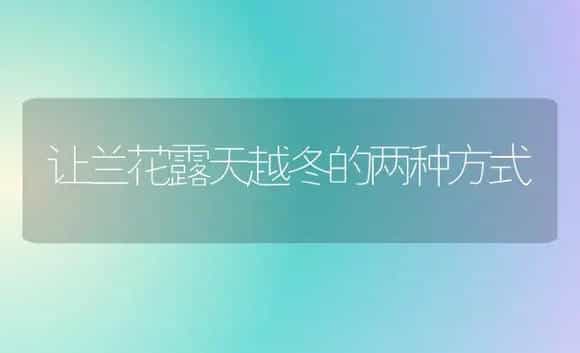 让兰花露天越冬的两种方式 | 家庭养花
