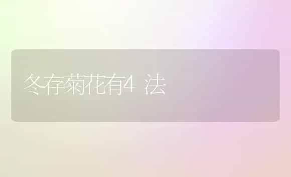 冬存菊花有4法 | 家庭养花