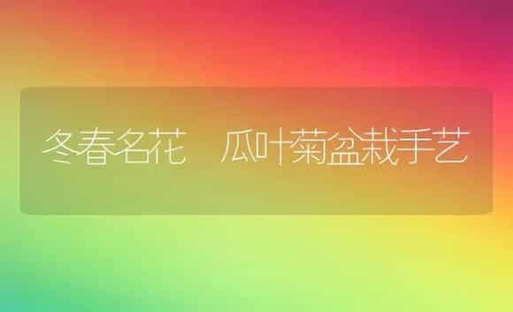 冬春名花―瓜叶菊盆栽手艺 | 家庭养花