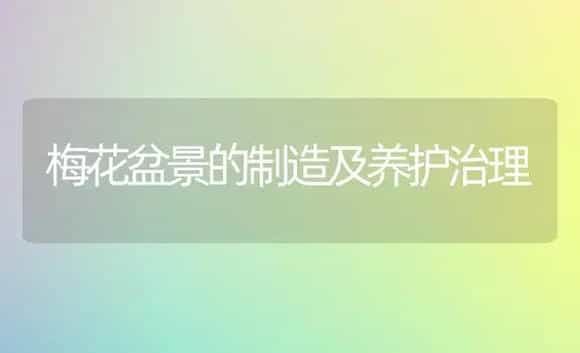 梅花盆景的制造及养护治理 | 家庭养花