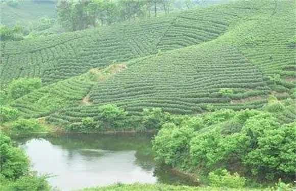 毛尖茶的栽培管理要点