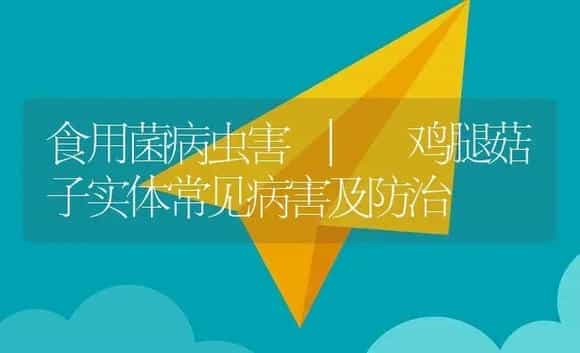 鸡腿菇子实体常见病害及防治 | 菌菇种植
