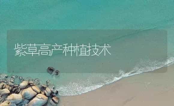 紫草高产种植技术 | 药材种植