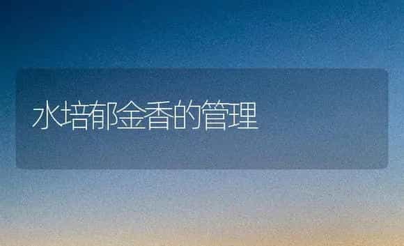 水培郁金香的管理 | 家庭养花