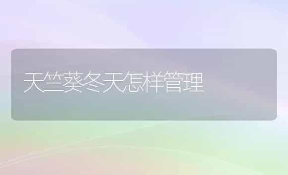 天竺葵冬天怎样管理 | 家庭养花