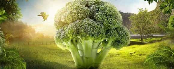 西兰花的花语