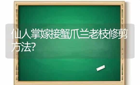 仙人掌嫁接蟹爪兰老枝修剪方法? | 多肉养殖