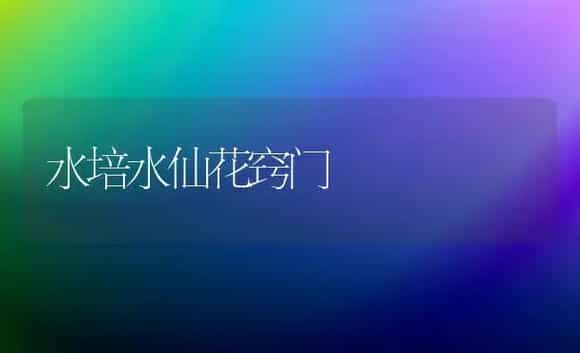 水培水仙花窍门 | 家庭养花