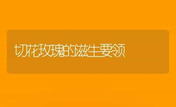 切花玫瑰的滋生要领 | 家庭养花