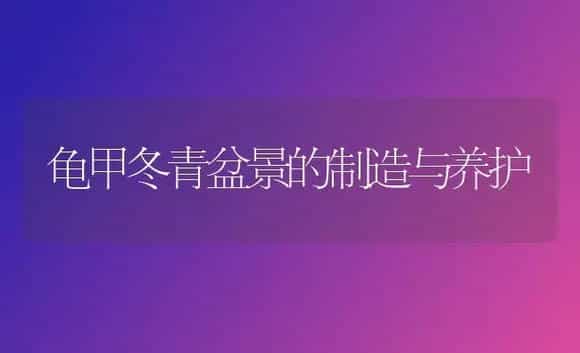 龟甲冬青盆景的制造与养护 | 家庭养花