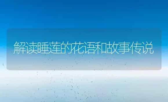 解读睡莲的花语和故事传说 | 绿植寓意