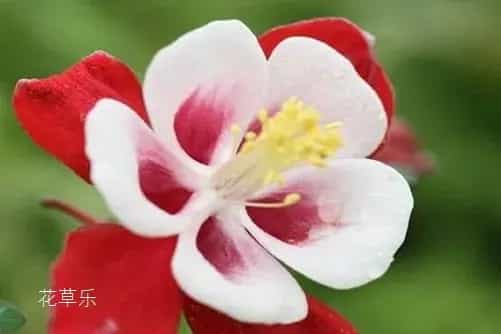 依米花花语有哪些?