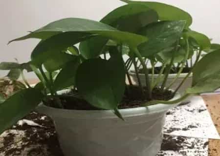 盆景养护管理 | 土培绿萝怎么分盆