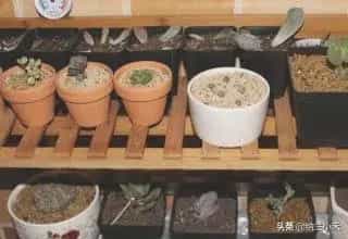观音莲的养殖方法和注意事项？